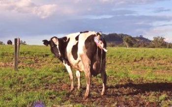 Заболявания на крави след раждане

крави