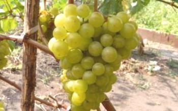Описание на сорта грозде Перла Сабо: предимства и недостатъци