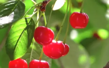 Características do cultivo de cerejas Sania

Cereja