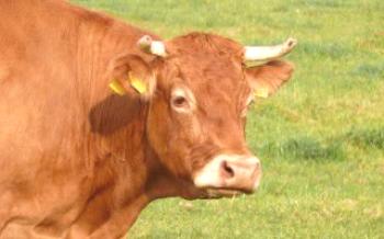 Характеристики на породата от лимузини от месодайни крави

крави