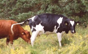 За симптомите и лечението на ендометрит при крави