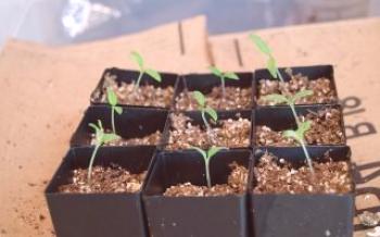 Výsadba sadeníc paradajok v marci 2019

paradajka