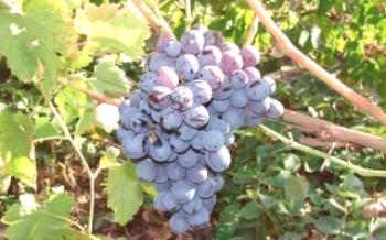 Alfa híbrido de uva