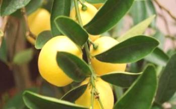 Pestovanie citrusových citrusov