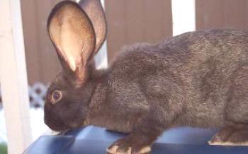 Най-старата порода се счита за зайци породи Flandr зайци