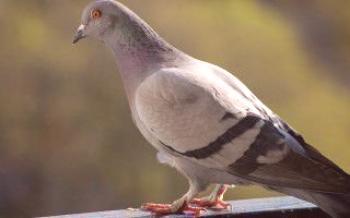 Становник града - сиви дивљи голуб.