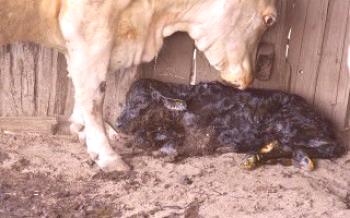 Preparándose para el parto y recibiendo un becerro recién nacido Vaca