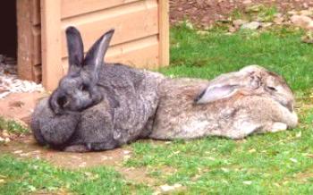 Развъждане и грижи за зайци Зайци-гиганти
