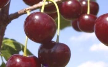 Cherry pravidlá pestovania Baby

čerešňa