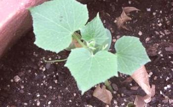 Растителни грижи: как да се хранят краставици след засаждане в земята

краставици
