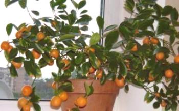 Како правилно скратити домаћу мандарину

Цитрус