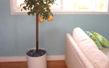 Starostlivosť o citrónovník doma a vlastnosti odrôd citrónu