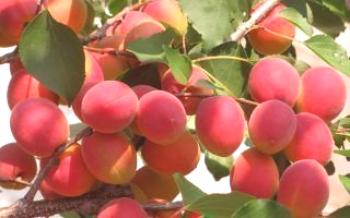 Saratov Ruby: uma breve descrição do Apricot
