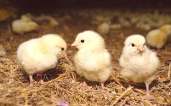 Alimentação adequada de galinhas recém-nascidas Galinhas