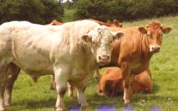 Повишаване на теглото за биковете от крава