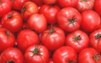 Pestovanie paradajok hali gali

paradajka