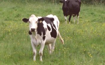 O que uma vaca come?

Vacas