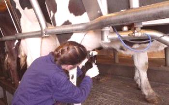 Mastite em vacas: métodos de tratamento e prevenção de vacas