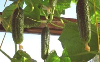 Как да растат краставици на балкона Краставици