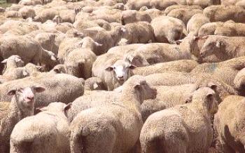 Choroba a liečba bradzotu u oviec a ako bojovať

Ovce