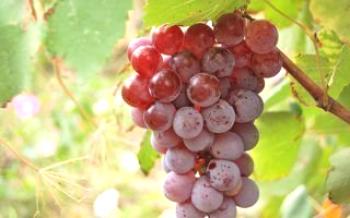 Características variedades de uva Lydia