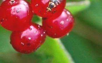 Ako sa zbaviť červov v čerešni Cherry