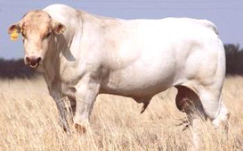 Най-големият бик в света е Кравите