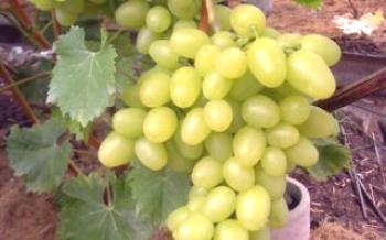 Variedade de uva Branca Gigante