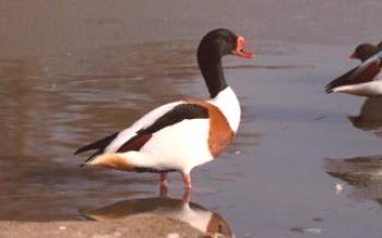 Atayka, conocida como peganka - características de las especies de patos Patos