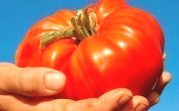 Agrotecnia para tomates de grande porte Tomate gigante rosa