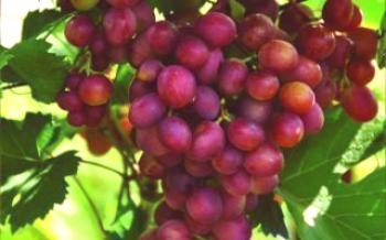 Grapes Raspberry Super: Descripción de la variedad