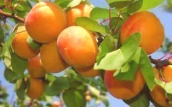 Descrição de Apricot Kichiginsky damasco