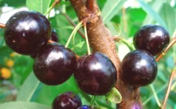 Popis hybridnej čerešne Nochka Cherry