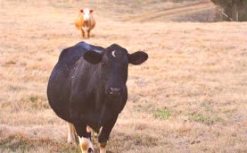 Характеристики на сухия период при кравите Крави