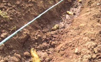 Como plantar batatas Batatas