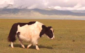 Cruzando uma vaca com um iaque e um bisonte

Vacas
