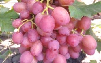 Características de las uvas Amirkhan.