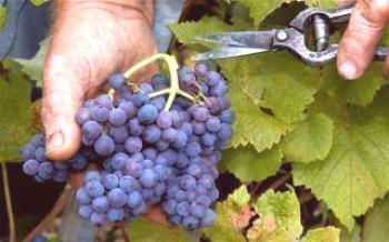 Cuidado da uva no outono após a colheita