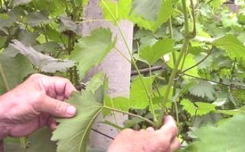 Como remover brotos de uvas
