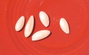 Imersão de sementes de pepino antes de plantar

Pepinos