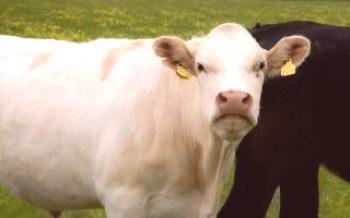 O rezaní kráv Kravy