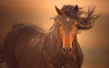 Que tipo de cavalos são chamados cavalos mustang
