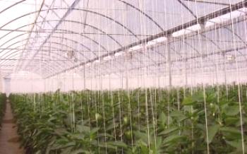 Ako zasadiť a pestovať papriky v skleníku Pepper