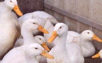 Домаћа патка 53: обиљежја пасмине и узгоја

Дуцкс