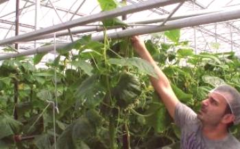 Какво трябва да знаете за отглеждане на краставици през зимата в оранжерия?краставици