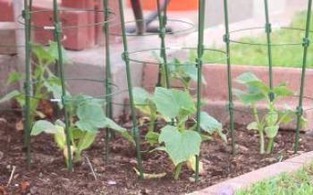 Как да се извърши формирането на храсти краставици в оранжерията?краставици