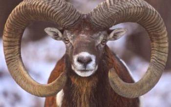 Mouflon je jediná divoká ovca v Európe Ovce
