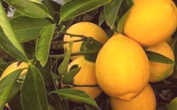 Как да се грижим за лимон Meier Lemon