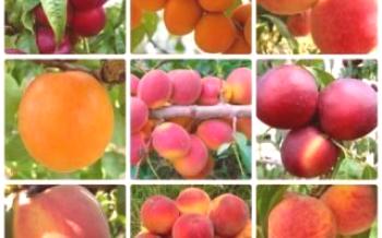 Variedades de pêssego Peach