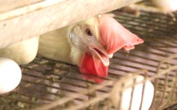 Ako efektívne zvýšiť produkciu vajec domácich kurčiat Kurčatá